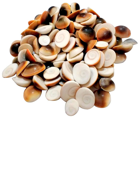 Shree Laxmi Gomti Chakra 51pcs